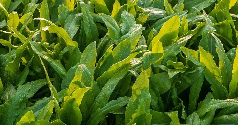 蔬菜配送行業(yè)的發(fā)展現(xiàn)狀