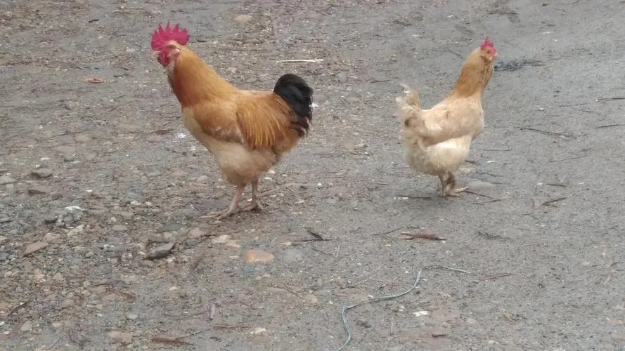 韓店蔬菜配送怎么樣呀